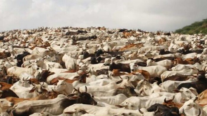 गौशाला का प्रतीकात्मक फोटो. फोटो क्रेडिट- किसान तक