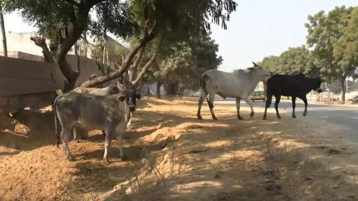 गौरक्षकों और गौ तस्करों के मुठभेड़ पर रोक लगाने के लिए गौ रक्षा टास्क फोर्स का गठन