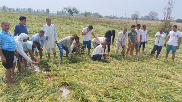 उत्तर भारत के कई राज्यों में बारिश और ओले से फसलों का भारी नुकसान हुआ है