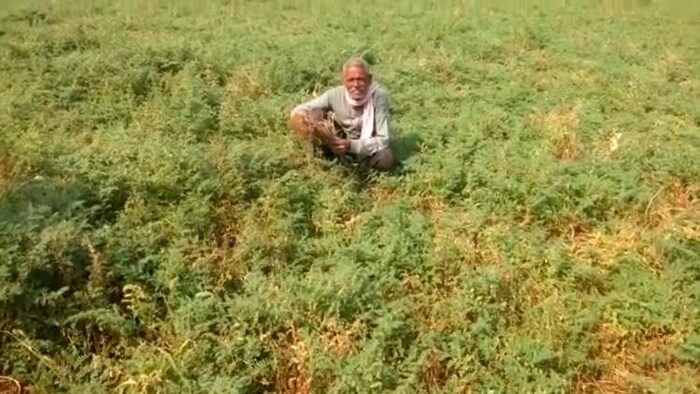 झांसी में बेमौसम बारिश से फसलों का भारी नुकसान हुआ है