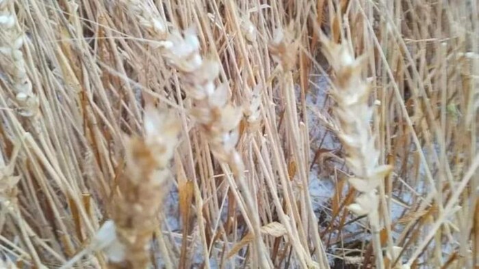 बर्बाद हुई फसलों का मिलेगा मुआवजा!