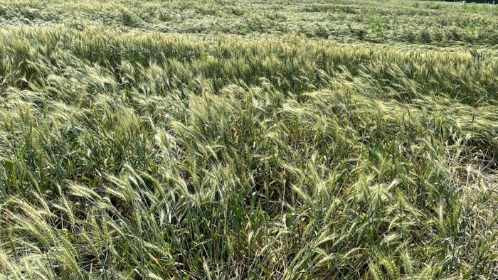 बारिश से खराब हुई फसलों का कितना मिलेगा मुआवजा (Photo-Kisan Tak).