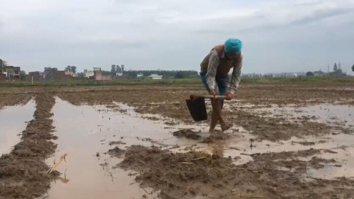 अंबाला में बारिश के बाद खेतों में लगा पानी
