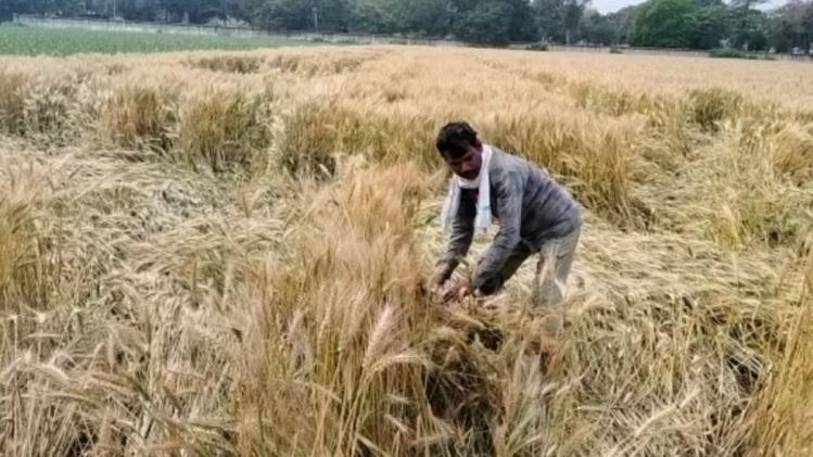 देश के कई इलाकों में बारिश और ओलावृष्टि से फसलों का नुकसान हुआ है