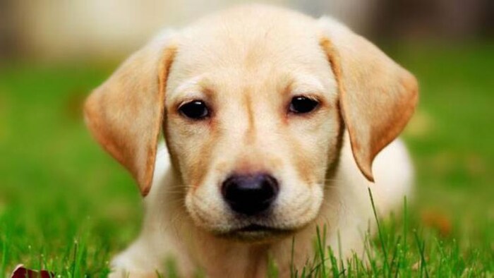 राजस्थान में अब डॉग ब्रीडर्स और दुकानों का रजिस्ट्रेशन अनिवार्य, फोटो साभार- आजतक