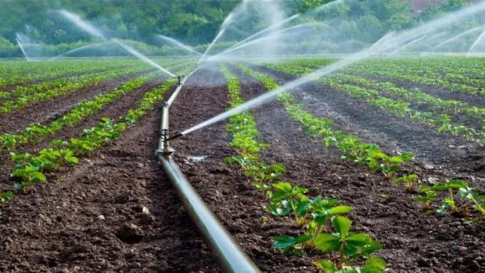 ड्रिप प्रणाली से सिंचाई, फोटो साभार: Freepik