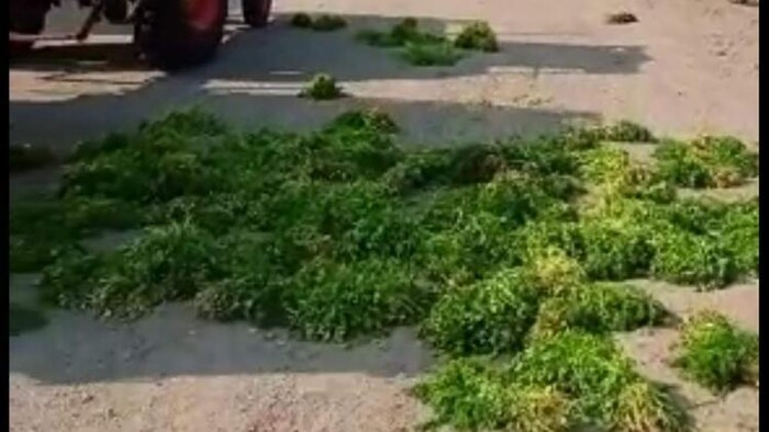 निराश किसान ने हरी धनिया फेका सड़क पर