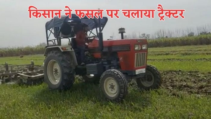 आवारा पशुओं से परेशान किसान ने गेहूं की फसल पर चलाया ट्रैक्टर