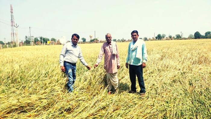 खराब मौसम के कारण नष्ट हुई फसलों का करौली जिले में एसडीएम ने मुआयना किया. फोटो- पिंटू मीणा