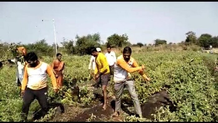 किसान बैंगन के पौधे उखाड़कर फेकते हुए