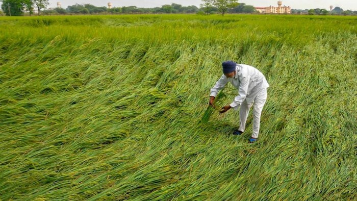 फसल बीमा योजना से फायदा