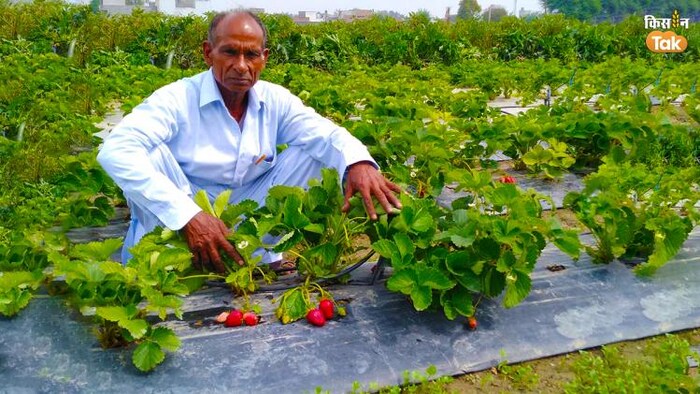 अपने खेत में मौजूद किसान हवा सिंह. फोटो क्रेडिट- किसान तक