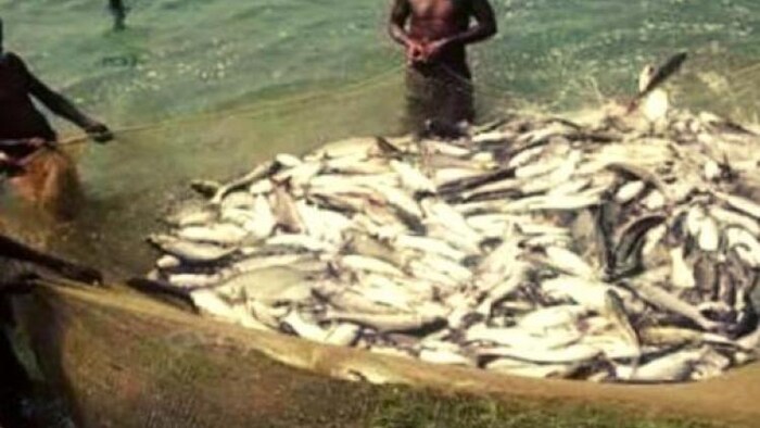 यूपी में मत्स्य कल्याण कोष से अब दैवीय आपदा के शिकार मछुआरों को मिलेगा मुआवजा