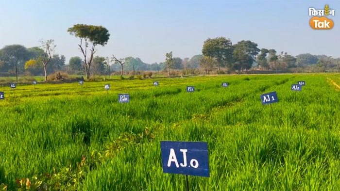 सीआईआरजी में तैयार हो रही चारे की फसल