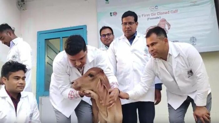 एनडीआरआई करनाल में पैदा हुई गिर गाय की क्लोन गंगा