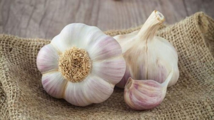खोजी गईं लहसुन की 14 नई किस्में