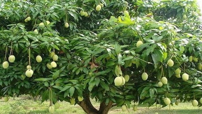 होली बाद गिर केसर आम की बिक्री शुरू हो जाएगी