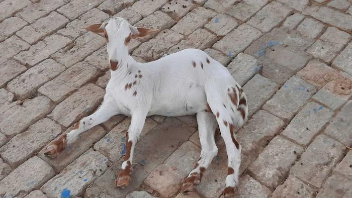 बकरी का प्रतीकात्मक फोटो.