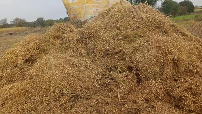 सरकारी एजेंसियों ने एमएसपी पर 2.48 लाख टन चना खरीदा