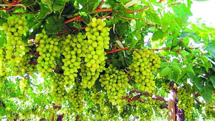 अंगूर के दाम में गिरावट