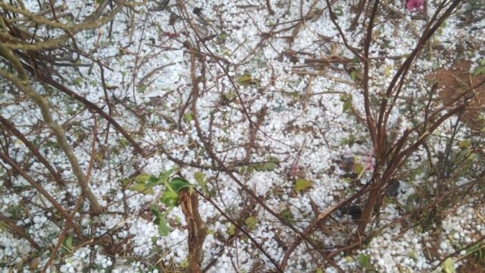 यूपी में ओलावृष्टि से नष्ट हुई फसलें