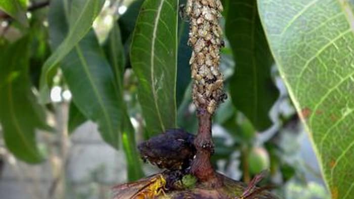 आम की फसल पर हापर कीट का संक्रमण