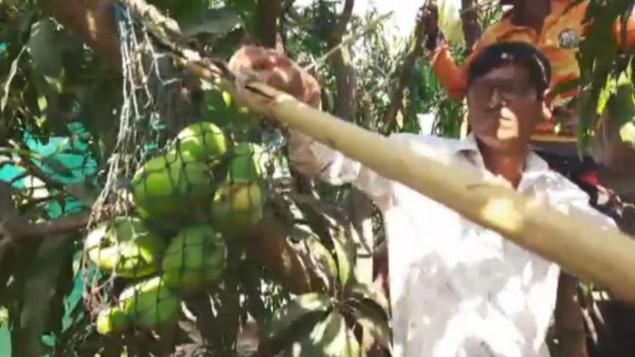 गुजरात में बारिश और ओलावृष्टि से आम को भारी नुकसान हुआ है