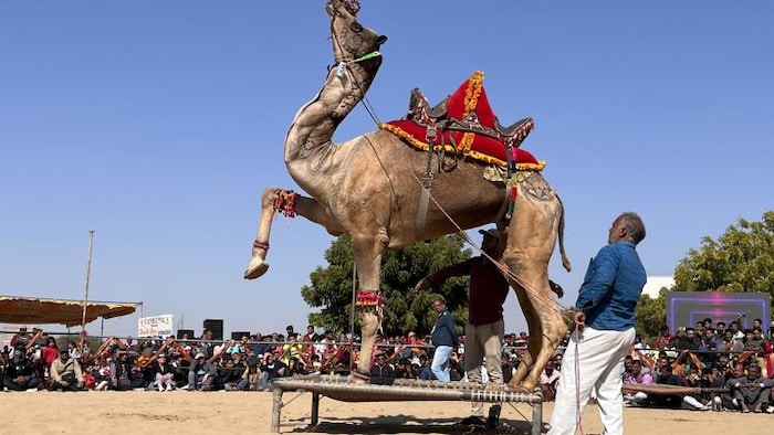 मल्लीनाथ तिलवाड़ा पशु मेले में पशुओं की कई प्रतियोगिताओं का आयोजन हुआ. फाइल फोटो- माधव शर्मा