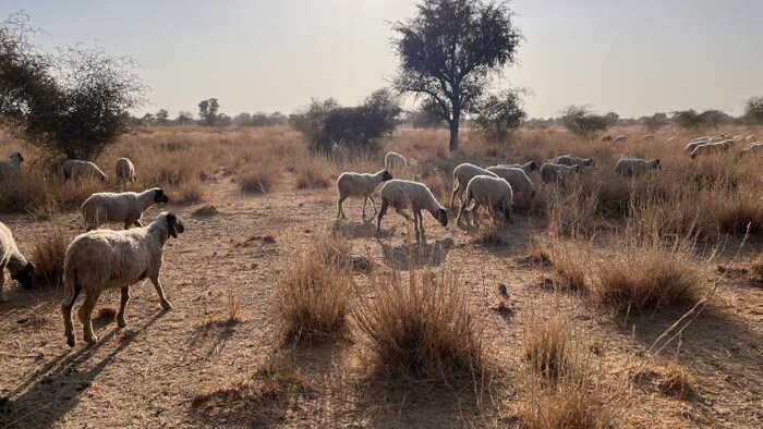 राजस्थान देश का 15.5 प्रतिशत दूध उत्पादन और 45.91 प्रतिशत ऊन उत्पादन करता है. फोटो- माधव शर्मा