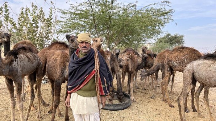 बाड़मेर के बालोतरा में 18 से शुरू होगा मल्लीनाथ पशु मेला. सांकेतिक फोटो- माधव शर्मा