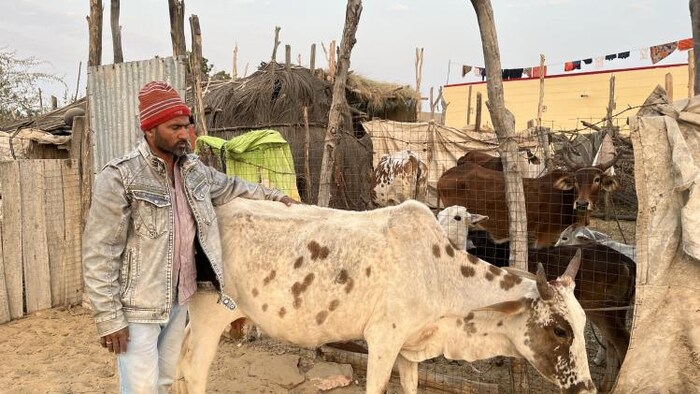 जयपुर में पशुओं को गुणवत्तापूर्ण आहार के लिए स्थापित होगा 100 मीट्रिक टन का प्लांट. फोटो- माधव शर्मा