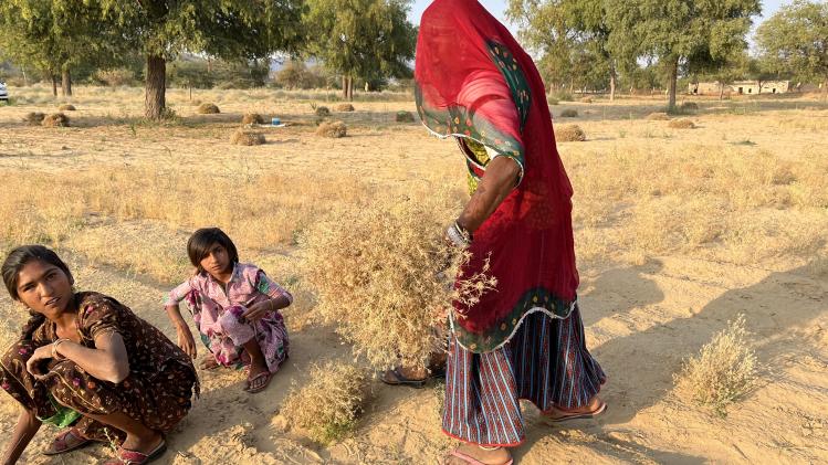 बाड़मेर के तारातरा गांव में जीरा कटाई करती महिला किसान. फोटो- माधव शर्मा