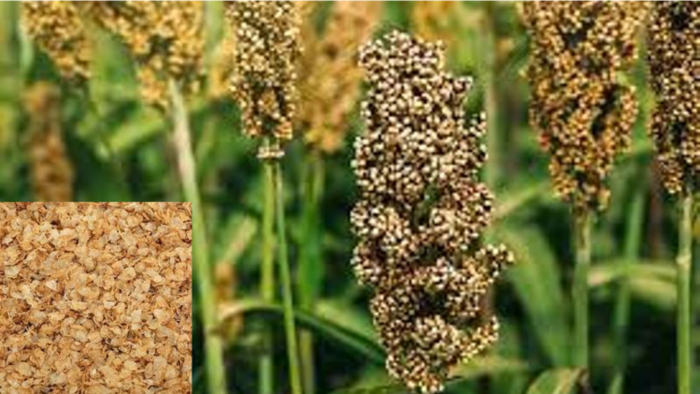 फायदे से भरपूर है ज्वार