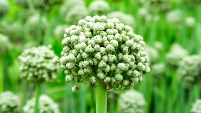 ज्वार की खेती