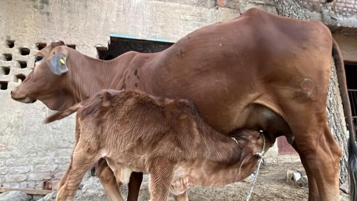 प्रतीकात्मक फोटो 'किसान तक'