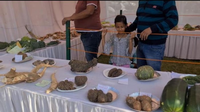 भुला दी गई कंद वर्ग की सब्जियाें को बुंदेलखंड किसान मेले में निहारती नई पीढ़ी