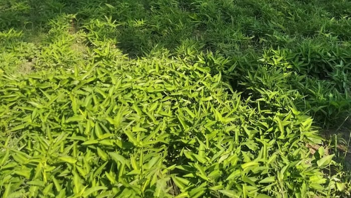 जमीन पर उगने वाली कलमी साग की किस्म