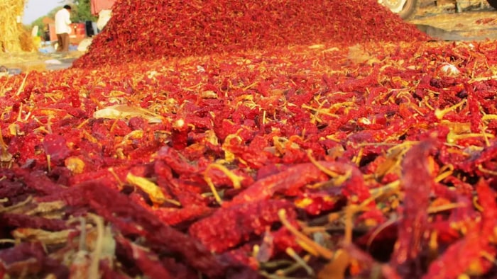 काशी आभा मिर्च की नई किस्म