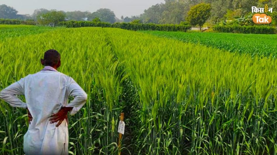 खेती में यूरिया का विकल्प है ढैंचा, बीज पर 80 फीसदी सब्सिडी दे रही हरियाणा सरकार  खेती में यूरिया का विकल्प है ढैंचा, बीज पर 80 फीसदी सब्सिडी दे रही हरियाणा सरकार
