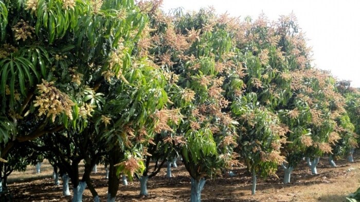 आम के बौर में नहीं आ रहे फल