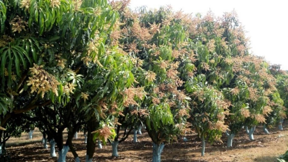 क्लाइमेंट चेंज का आम पर असर! पेड़ में लगे बौर में नहीं आ रहे फल क्लाइमेंट चेंज का आम पर असर! पेड़ में लगे बौर में नहीं आ रहे फल