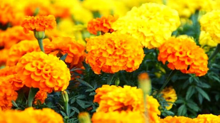 गेंदा फूल की खेती से सालाना दो लाख रुपये तक की हो रही आमदनी