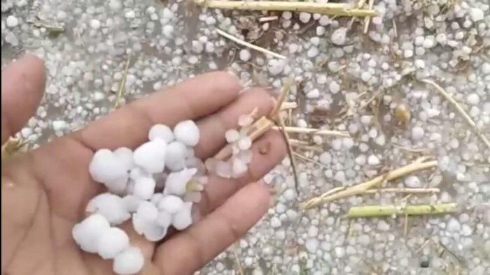 श्रीगंगानगर जिले के ऐटा और कालूसर गांव में हुई ओलावृष्टि. फोटो- By Arrangement