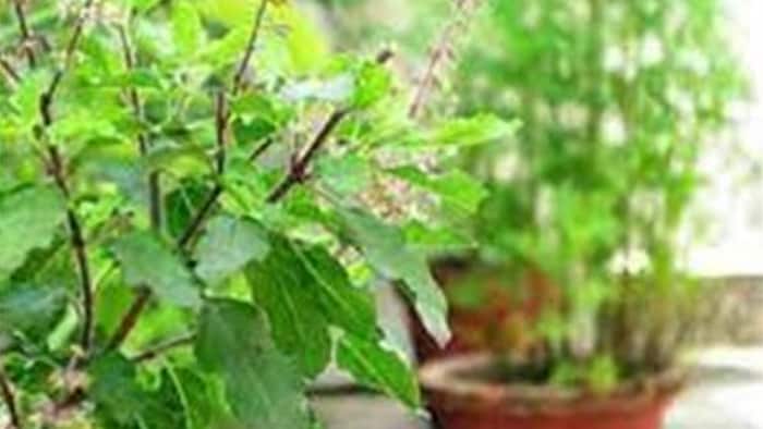 औषधीय पौधों की खेती