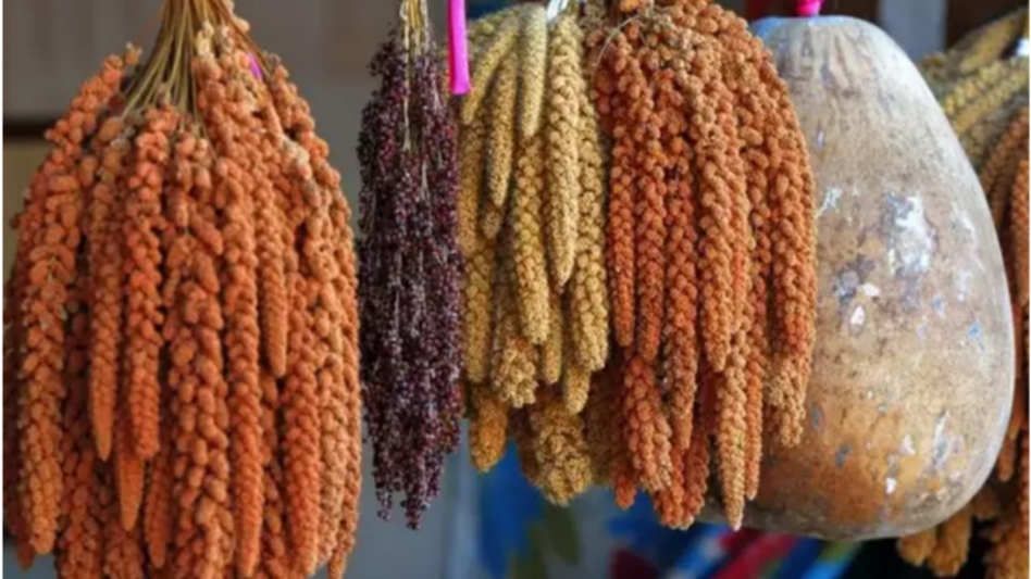 मोटे अनाजों की खेती से बढ़ेगी किसानों की आय, आगरा में शुरू हुआ दो दिवसीय मिलेट्स मेला मोटे अनाजों की खेती से बढ़ेगी किसानों की आय, आगरा में शुरू हुआ दो दिवसीय मिलेट्स मेला