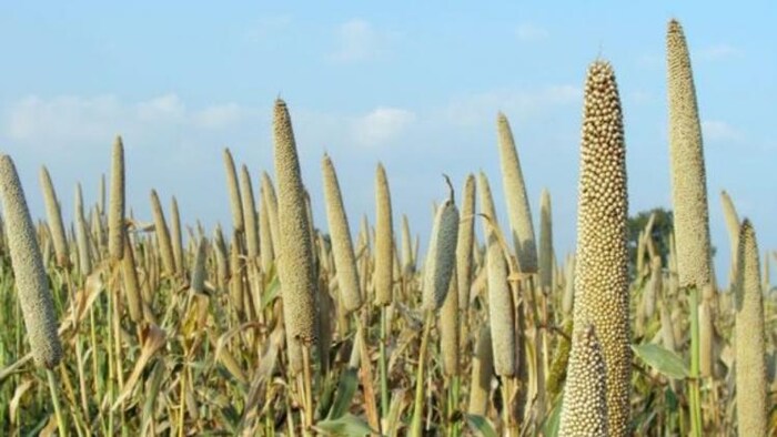 मोटे अनाजों को दिया जा रहा बढ़ावा