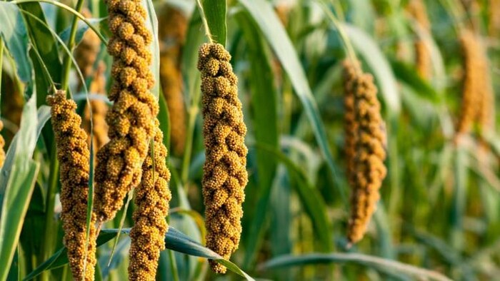 बाजरे से बने उत्पादों को सरकार दे रही बढ़ावा