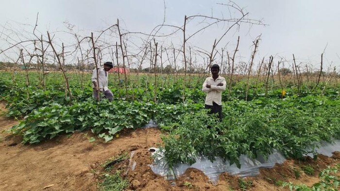 यूपी में ललितपुर के किसान धर्मेंद्र सिंह ने मोनो क्रॉप छोड़ कर मल्टी क्रॉप मॉडल पर खेती शुरू की