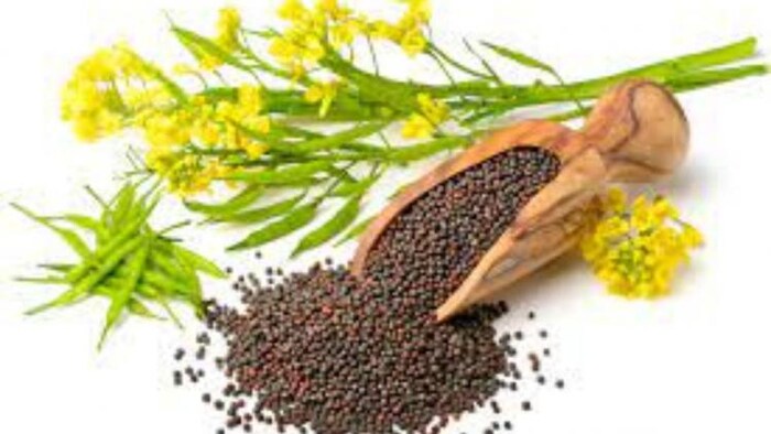 सरसों की कीमत में आई गिरावट