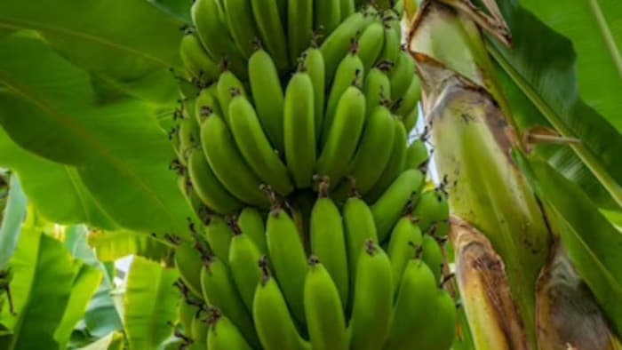 केला उत्पादन में आंध्र प्रदेश है सबसे आगे, फोटो साभार: freepik